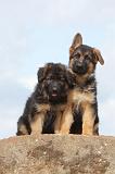 BERGER ALLEMAND 298